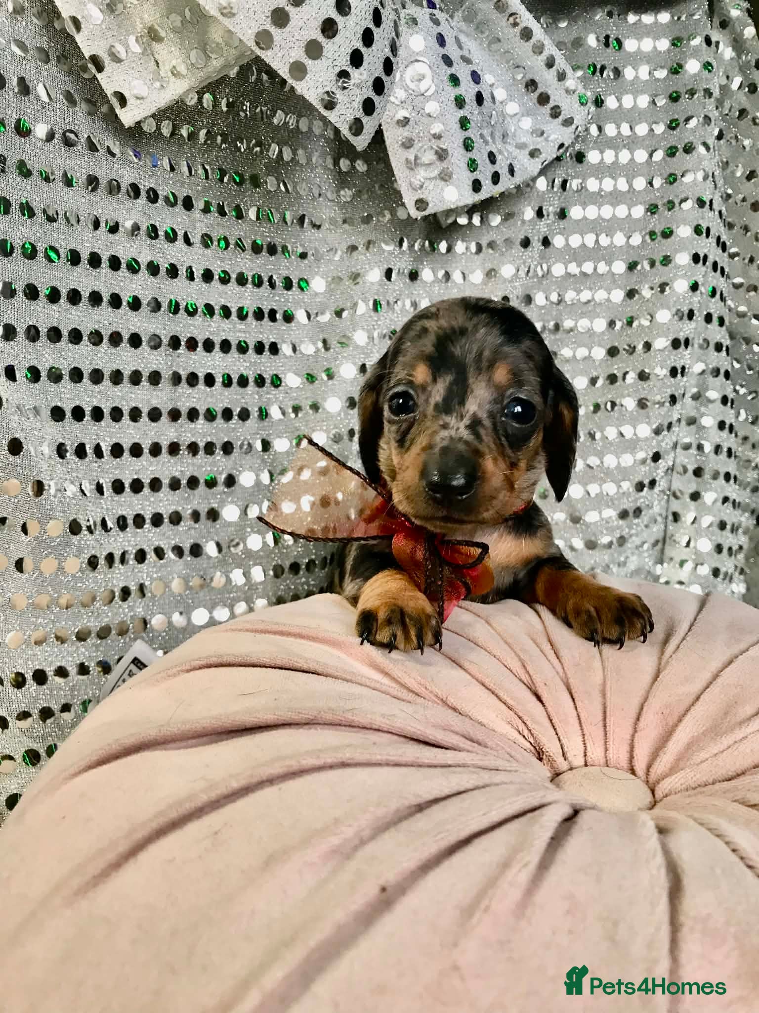 Miniature Dachshund dogs 🐕2 last girl available - Advert 1