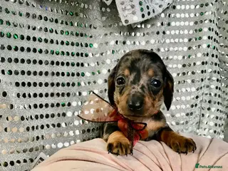Miniature Dachshund dogs 🐕2 last girl available - Advert 1