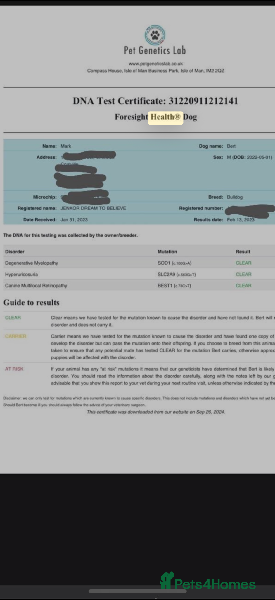 Cavalier King Charles Spaniel dogs Beautiful King Charles spaniels boys - Advert 2