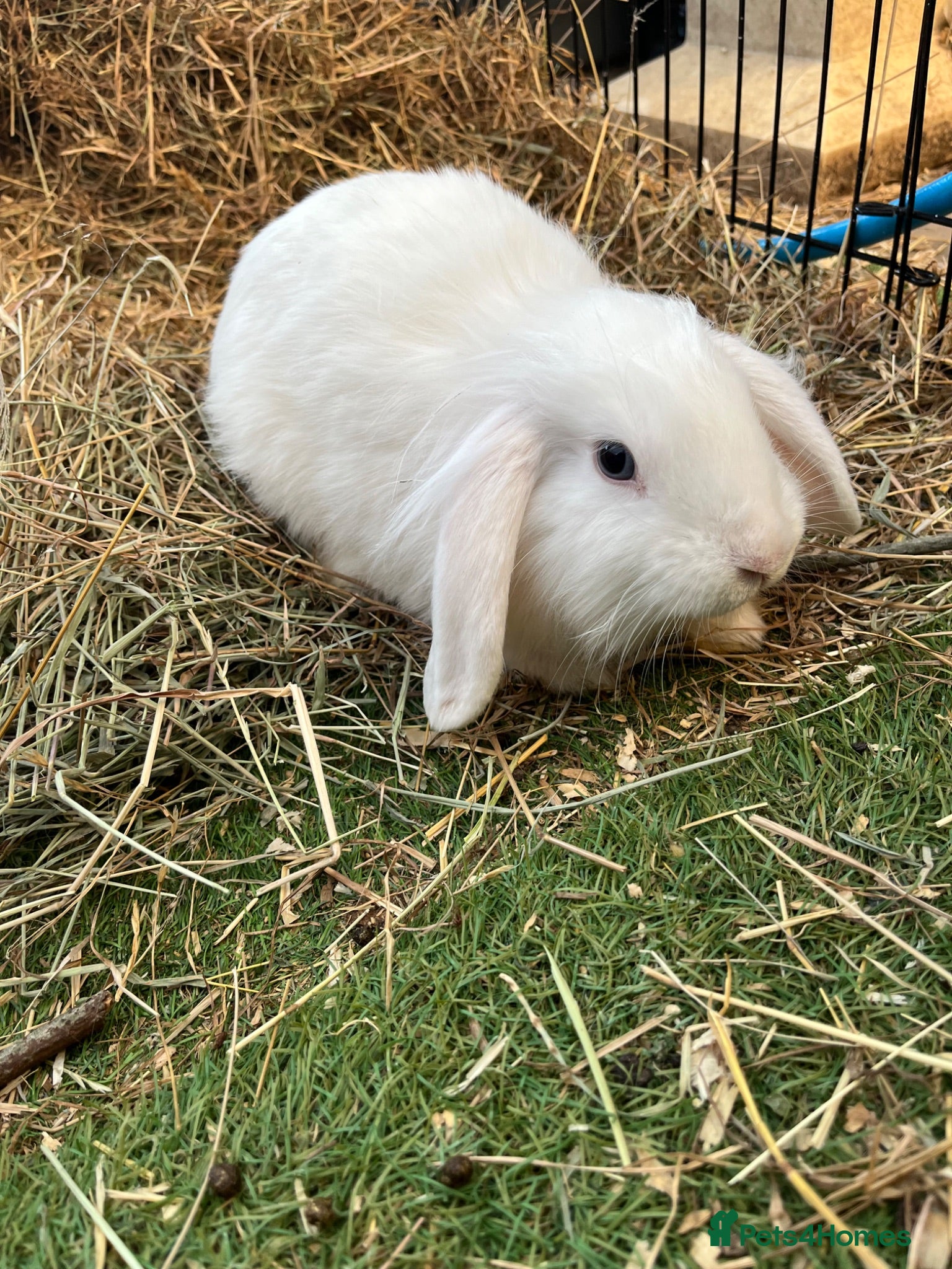 Lionhead rabbits 14 lion head lops ready - Advert 5
