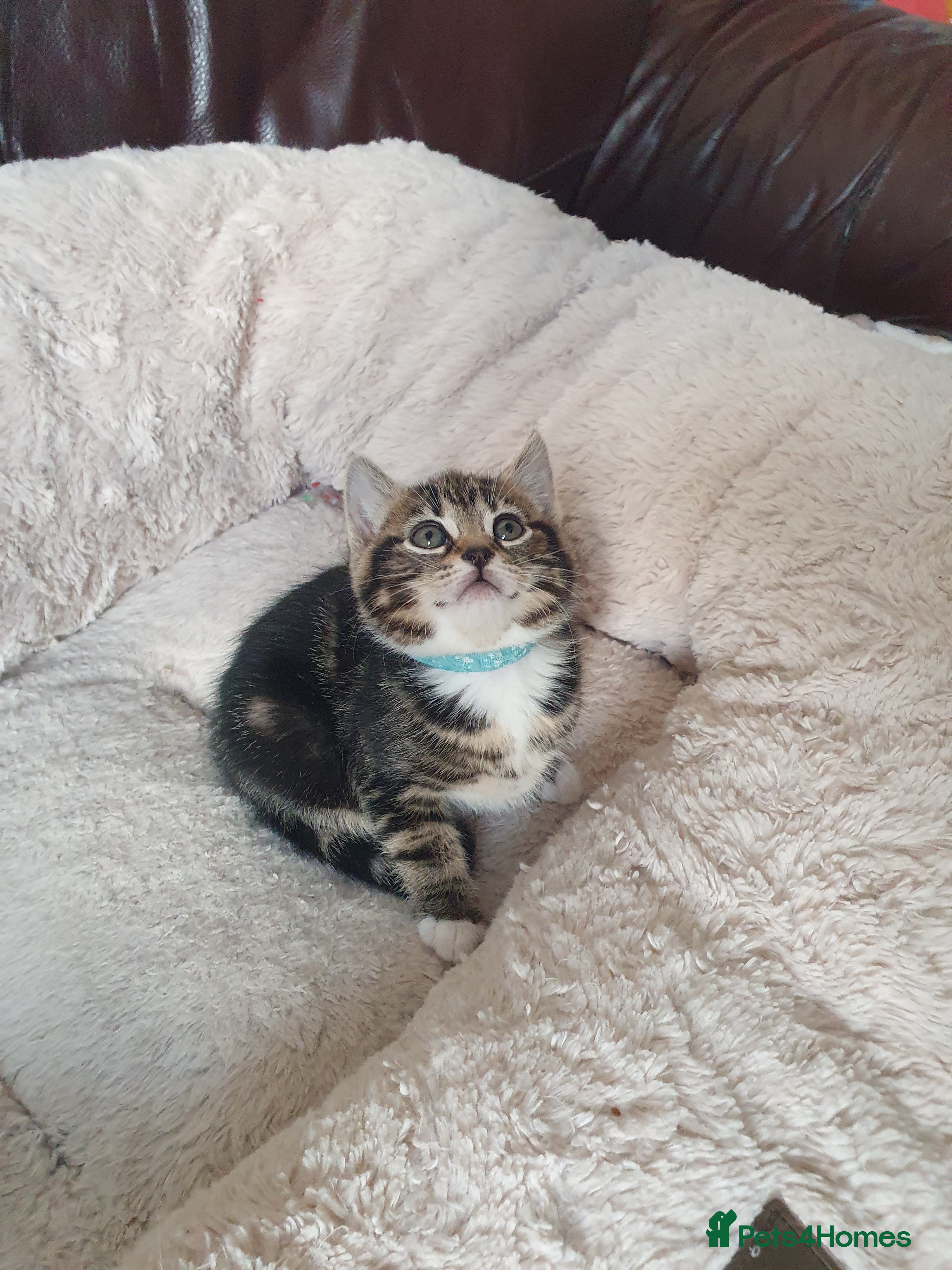 Mixed Breed cats Maine Coon mixed breed  - Advert 2