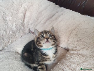 Mixed Breed cats Maine Coon mixed breed - Advert 2