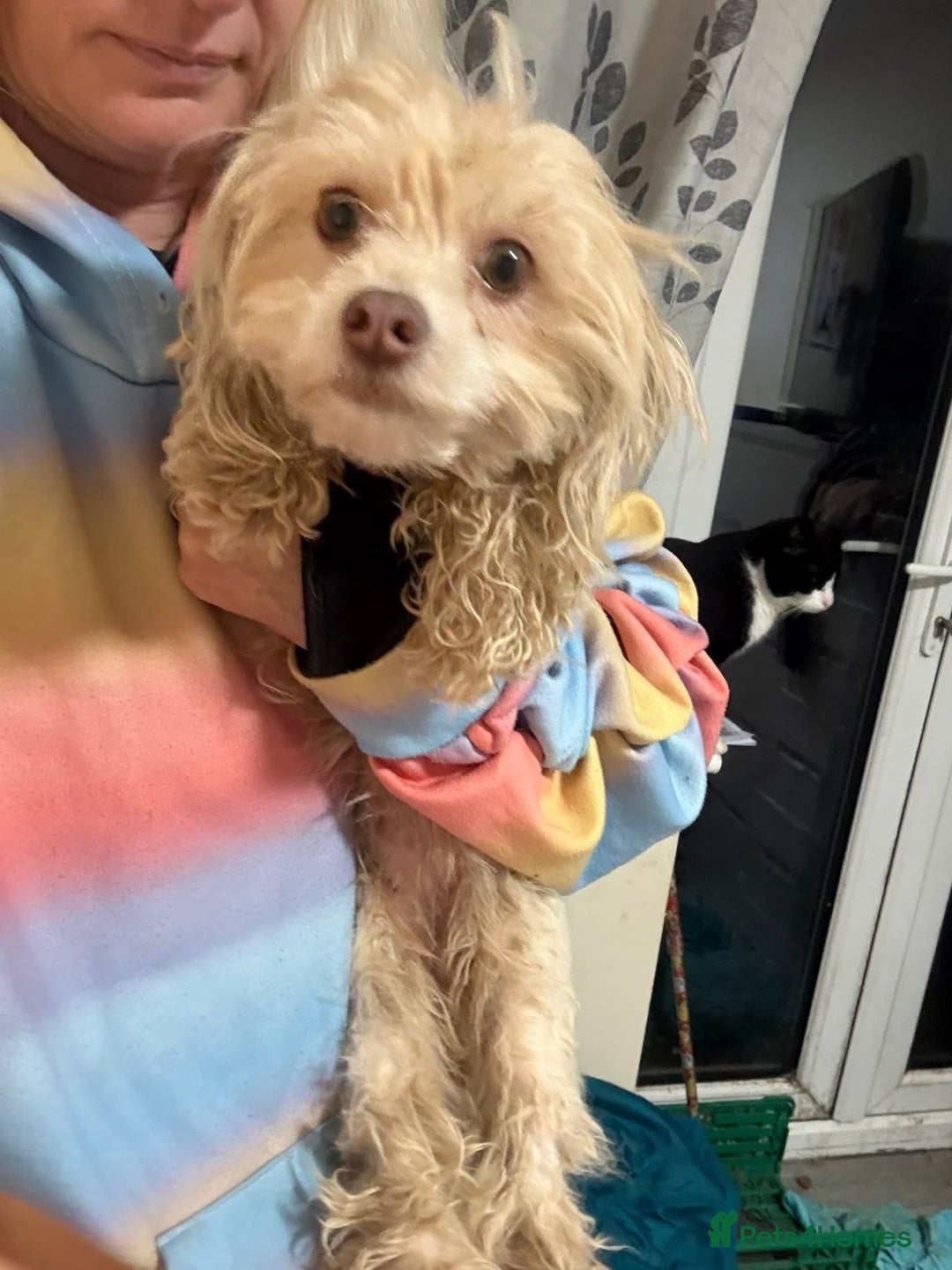 Mixed Breed dogs for adoption: Emerald - Hingham Norfolk  - Advert 1