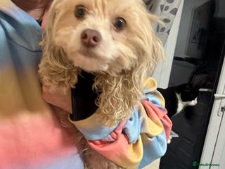 Mixed Breed dogs Emerald - Hingham Norfolk - Advert 5