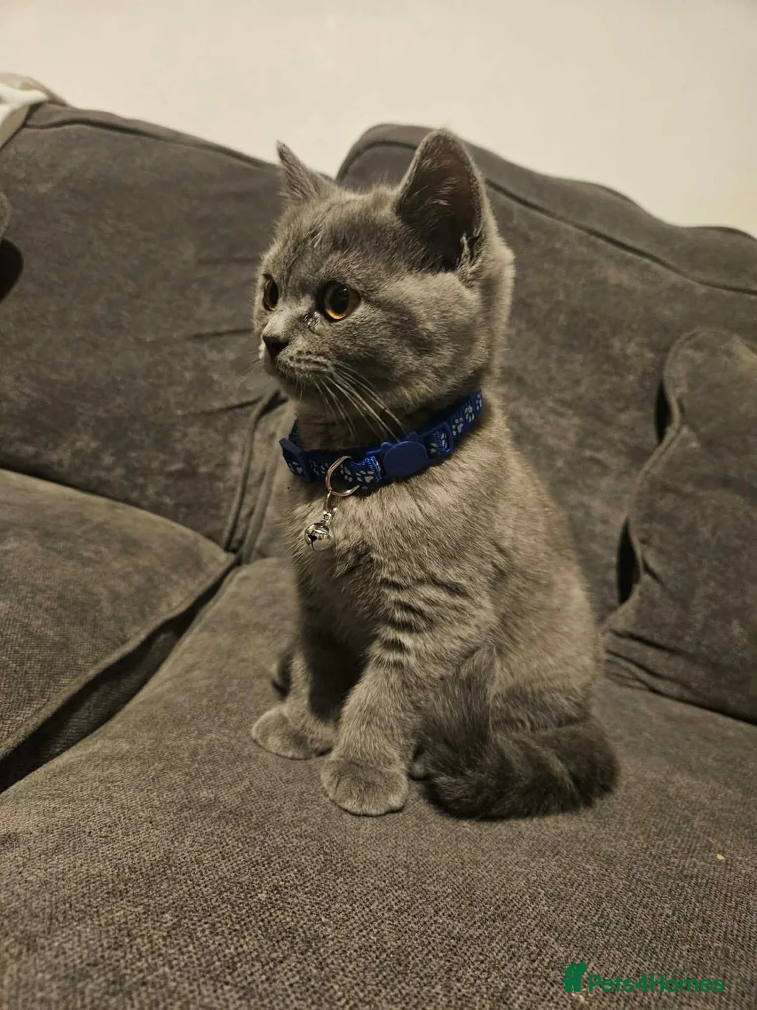 British Shorthair cats for sale: British Shorthair Kittens  in Llanelli - Advert 2