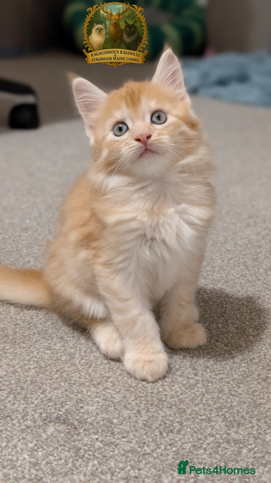 Maine Coon cats for stud: European Championship Carries Shaded GCCF & TICA - Advert 22