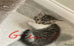 Mixed Breed cats for sale: Big fluffy kittens for sale part Maine coon - Image 14