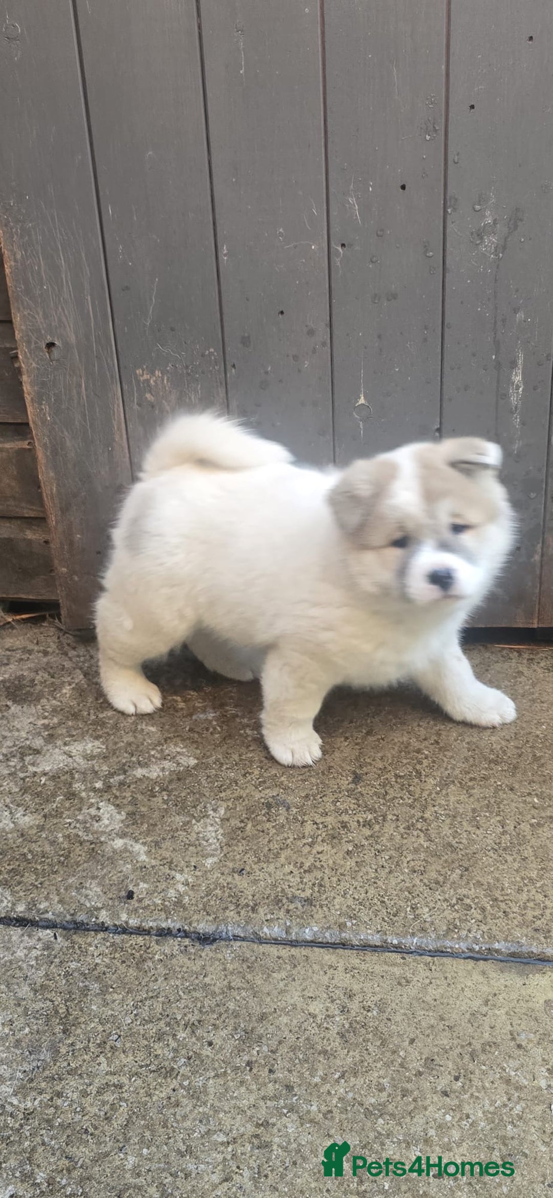Akita dogs for sale: 2 female American akitas in need of a home!! - Advert 10