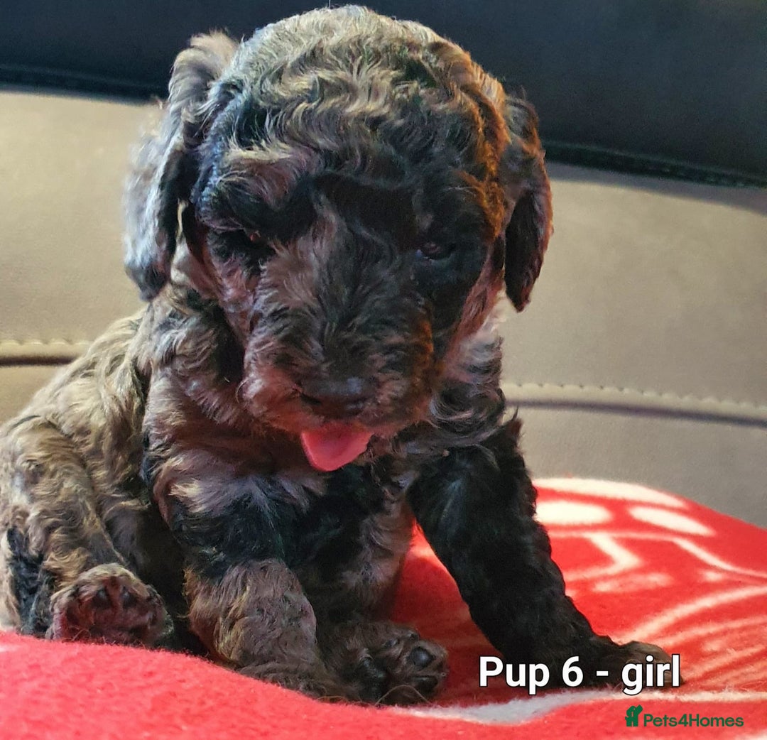 Labradoodle dogs for sale: F1B Miniature Labradoodles - Advert 12