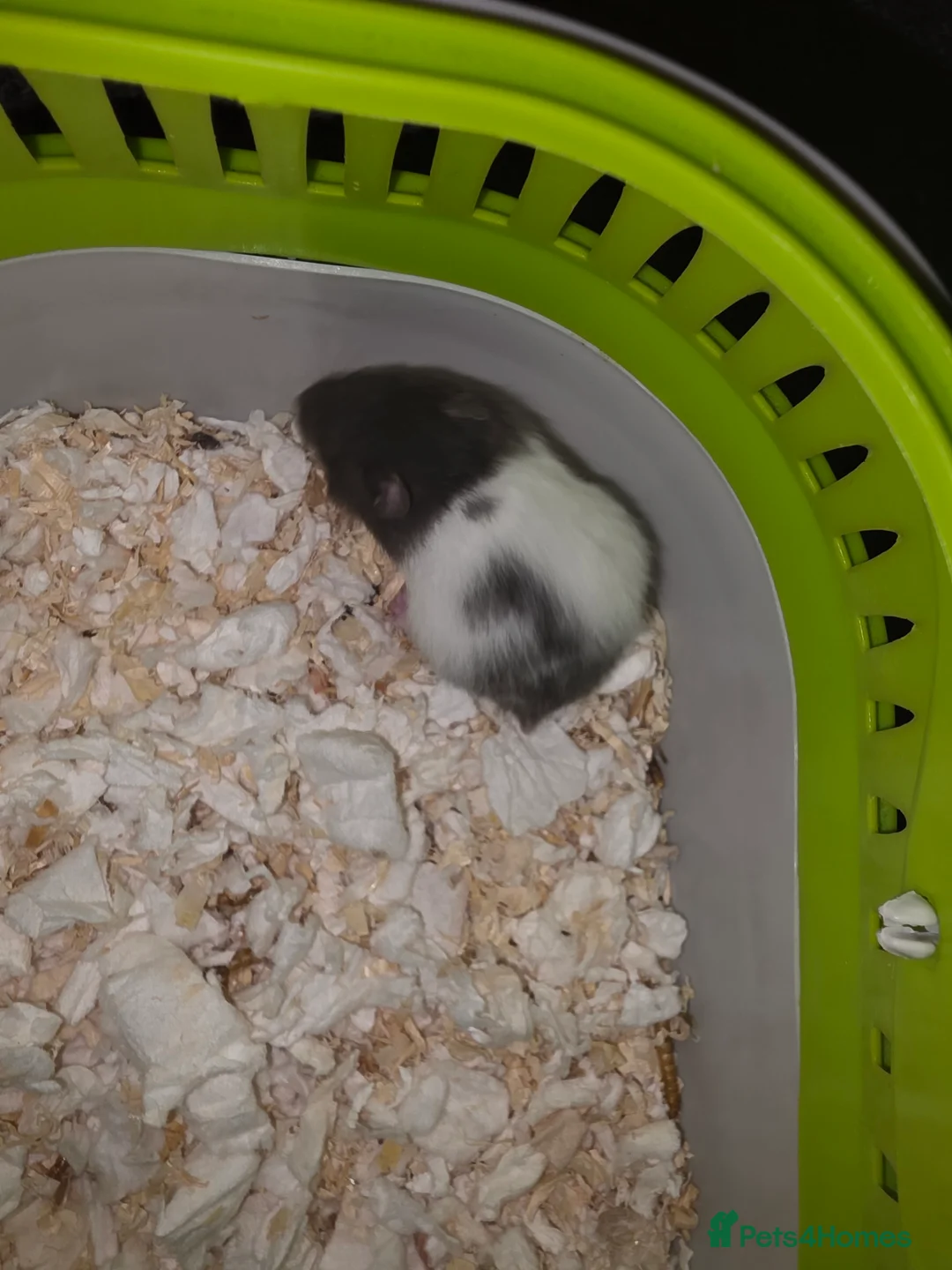 Hamster rodents for sale: Mixed Hamster Syrian - Advert 4