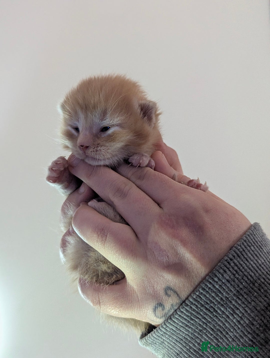 Maine Coon cats for sale: 2 week old kittens - Advert 7