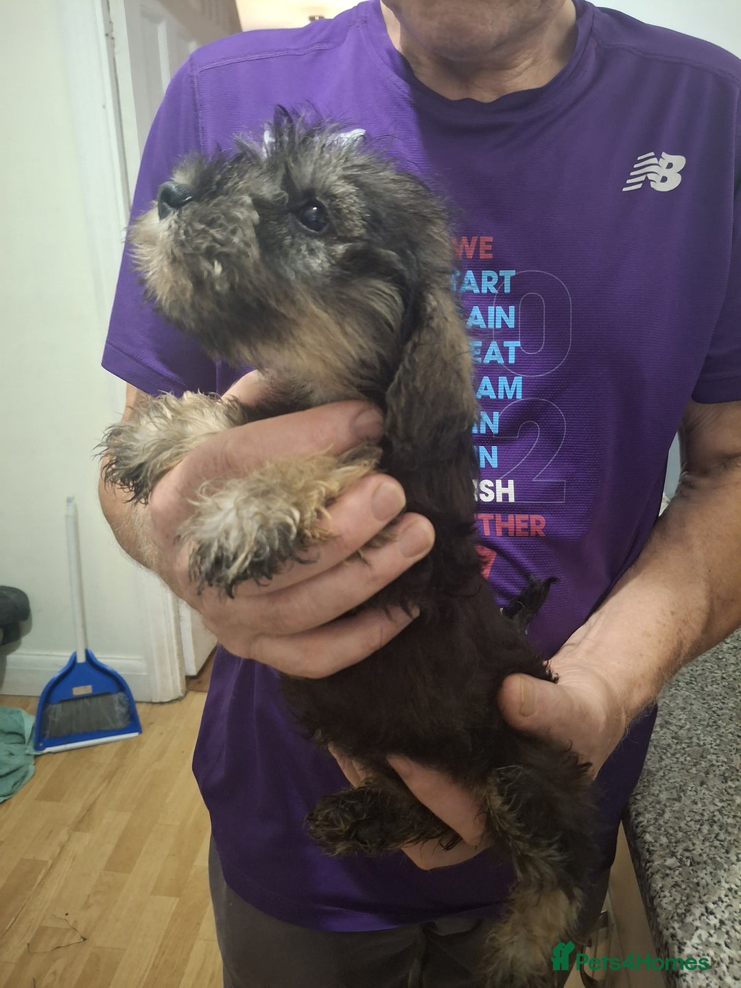 Miniature Schnauzer dogs for sale: Adorable Miniature Schnauzer Puppies for Sale - Image 6