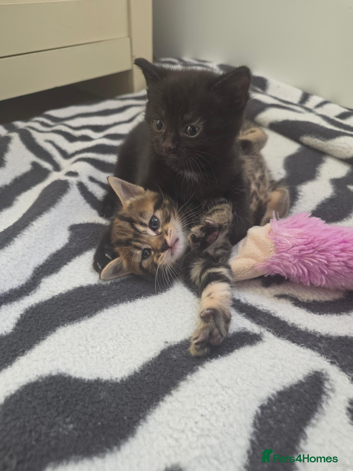 Mixed Breed cats Kittens  - Advert 7