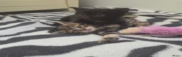 Mixed Breed cats for sale: Kittens  - Advert 1