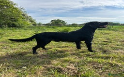 Springador dogs for stud: Homebred Proven Springador stud  - Image 1