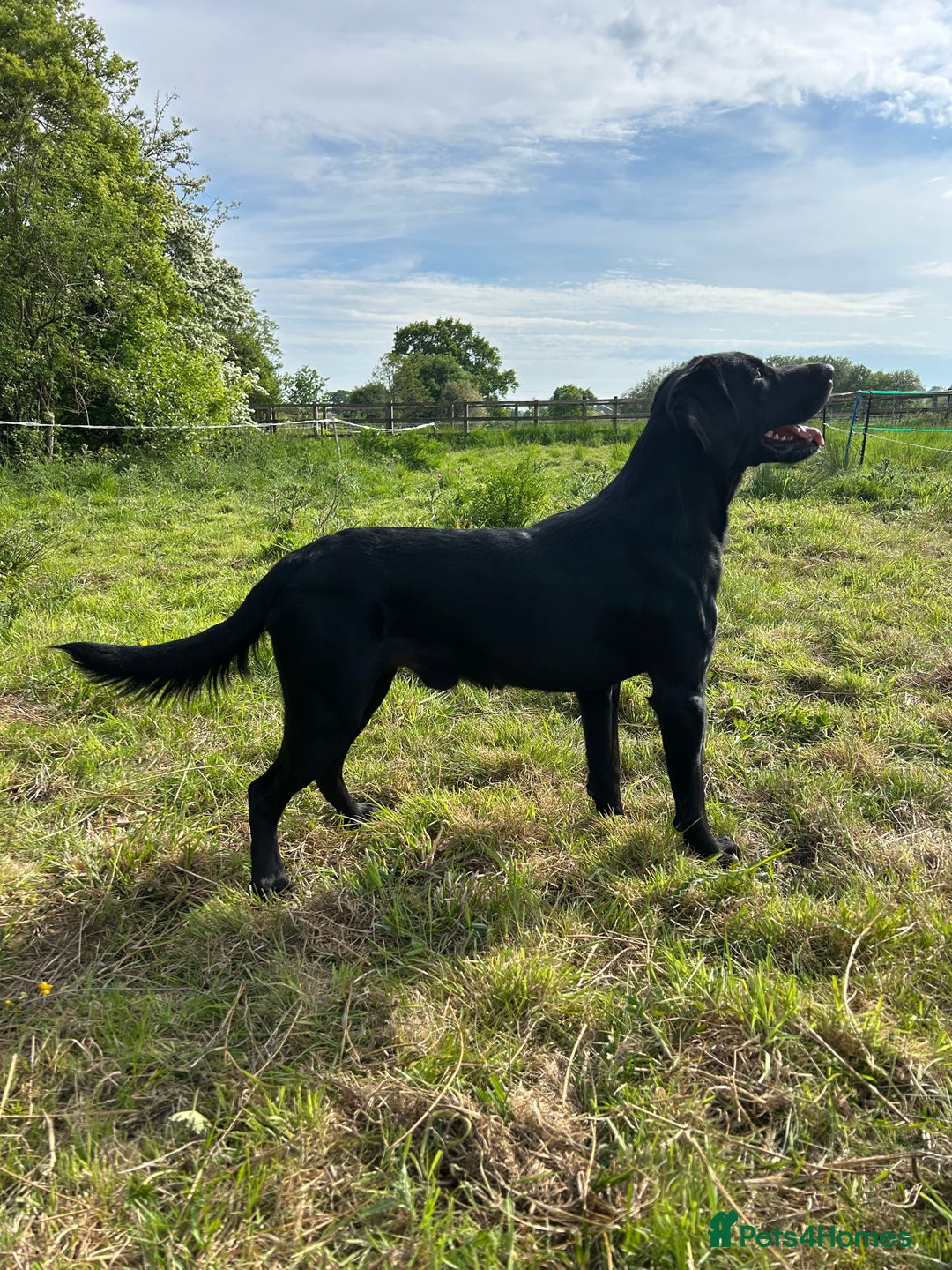 Springador dogs for stud: Homebred Proven Springador stud  - Image 1