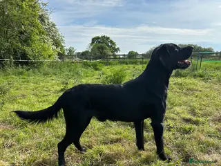 Springador dogs Homebred Proven Springador stud - Advert 7