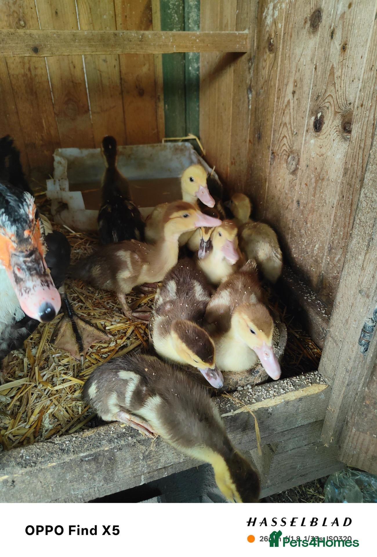 Ducks poultry Muscovy ducklings  - Advert 15