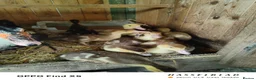 Ducks poultry for sale: Muscovy ducklings  - Advert 1