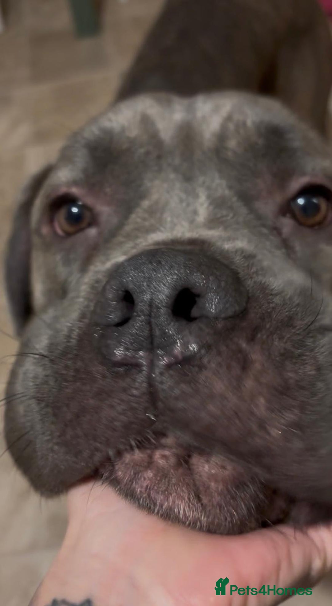 Cane Corso dogs for sale: Red. 2 year old Cane Corso,  **   - Advert 2