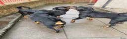 Rottweiler dogs for sale: Rottweiler pups - Advert 13