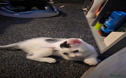 British Longhair cats for sale: 1 harlequin female and 1 British short haired  - Image 3