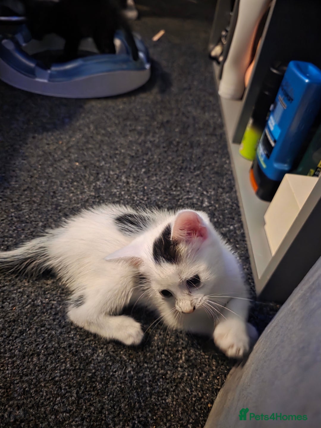 British Longhair cats for sale: 1 harlequin female and 1 British short haired  - Image 3