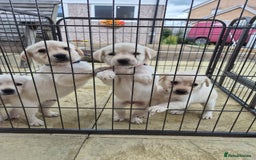 Labrador Retriever dogs for sale: Beautiful labrador puppies for sale - Image 9