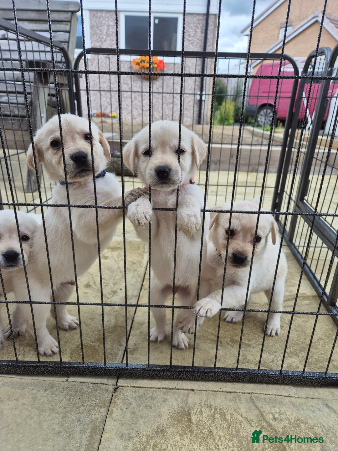 Labrador Retriever dogs for sale: Beautiful labrador puppies for sale - Image 9