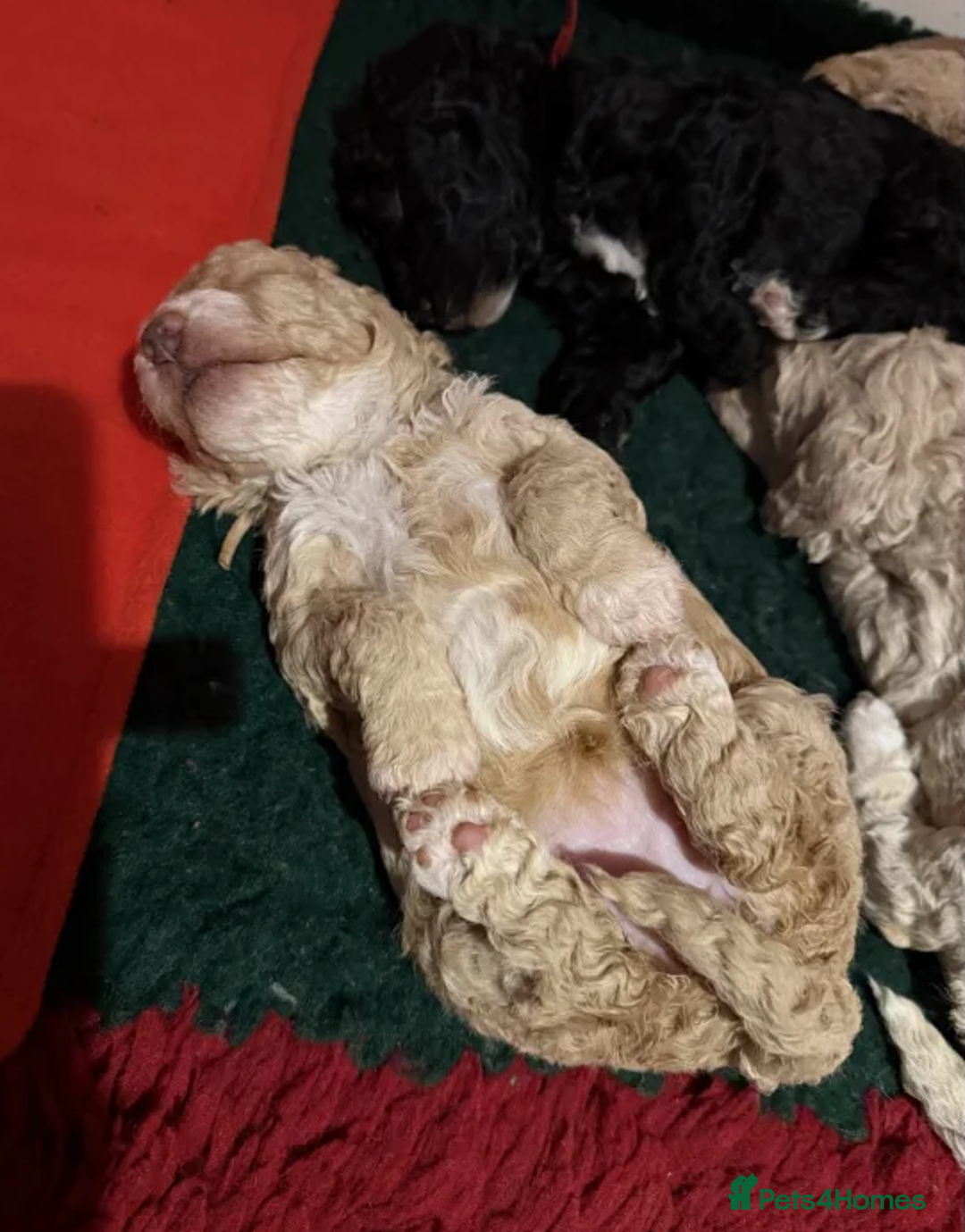 Australian Labradoodle dogs for sale: Fluffy Australian Labradoodle Pups-Ready for You - Advert 11