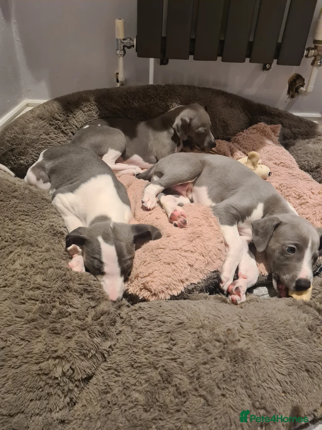 Whippet dogs for stud: 2 KC whippet for stud,both heart tested clear in Bishop Auckland - Advert 9