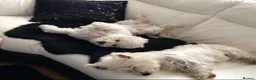 Bichon Frise dogs for sale: We are looking for forever home  in Swadlincote - Advert 1