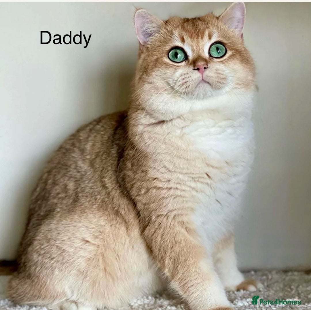 Scottish Fold cats for sale: Scottish fold girl - Advert 10