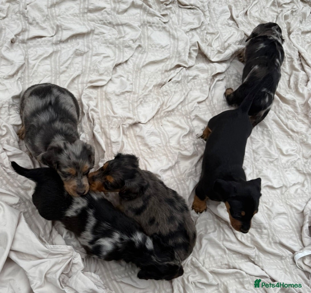 Dachshund dogs 9 Dachshunds available  - Advert 2