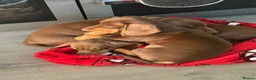 Dachshund dogs for sale: Beautiful dachshund READY for homes  - Advert 7