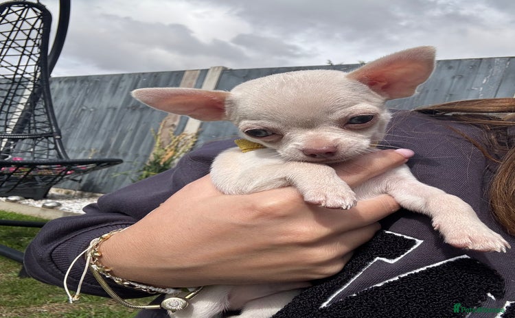 Chihuahua dogs - Advert 16