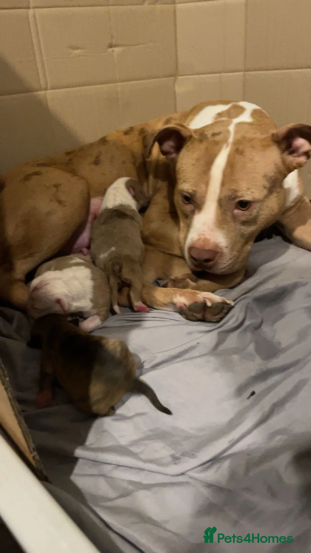 Mixed Breed dogs for sale: French mastiff cross pocket bully’s  - Advert 6