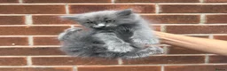 Ragdoll cats for sale: Ragdoll Kittens  - Advert 20