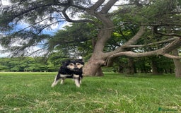 Mixed Breed dogs for sale: Care Bear  - Image 1