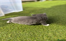 Domestic Shorthair cats for sale: 🐾 Playful, Affectionate Kittens - Image 4