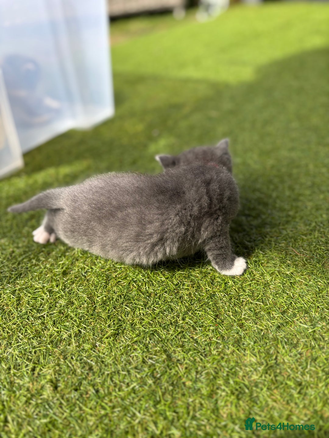 Domestic Shorthair cats for sale: 🐾 Playful, Affectionate Kittens - Image 4