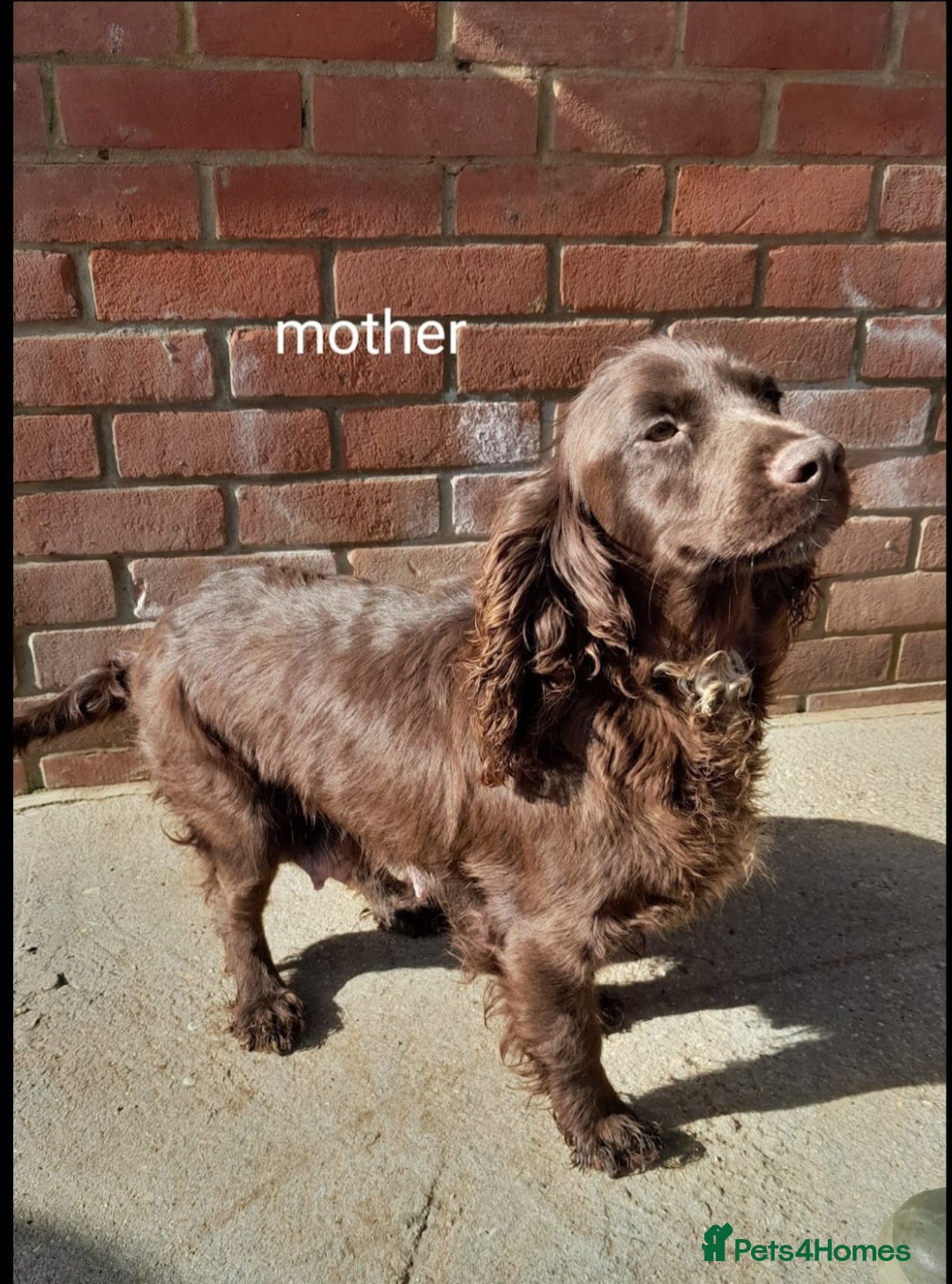 Cockapoo dogs for sale: 5 cockapoo puppies - Image 6