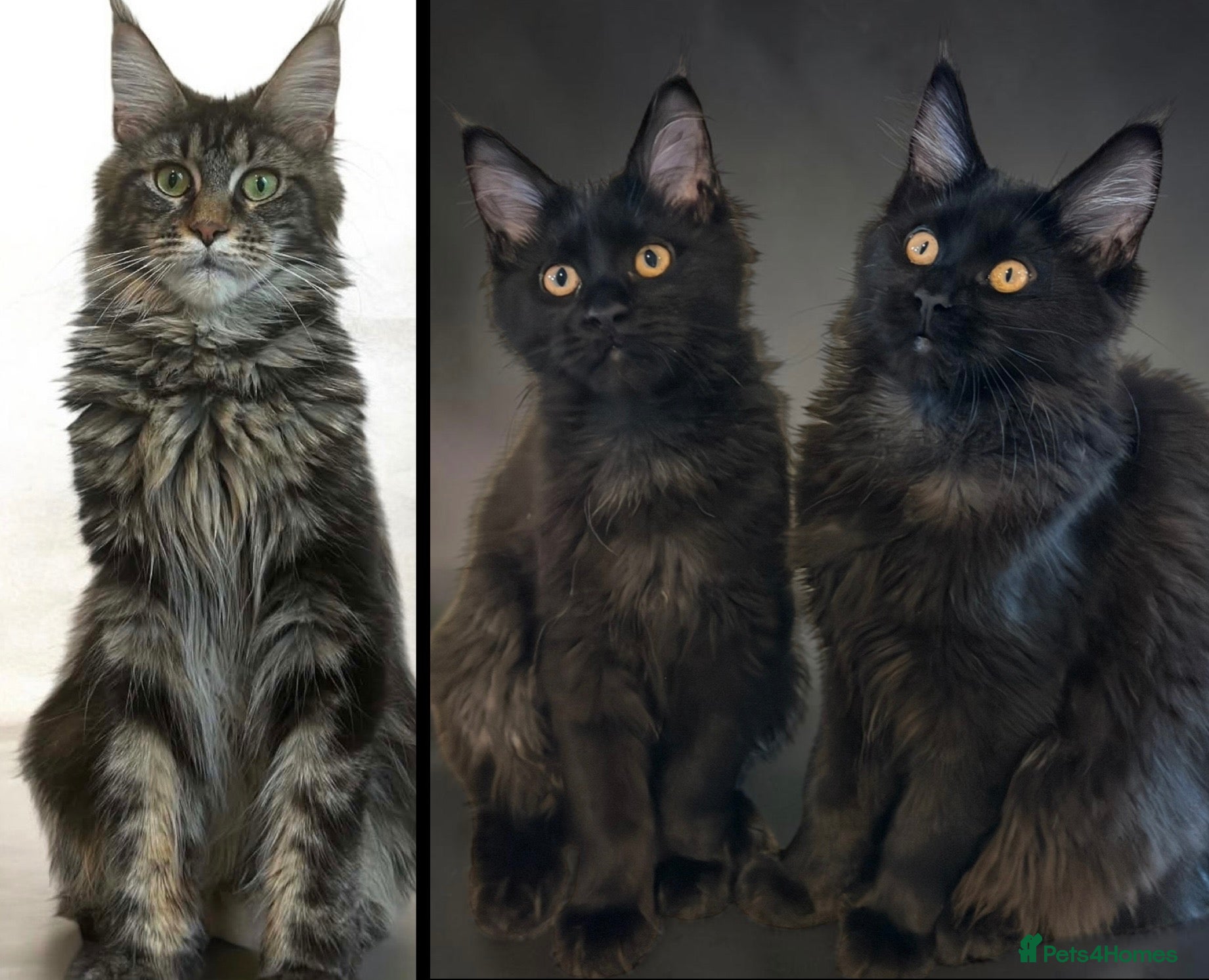 Maine Coon cats TICCA Registered Mainecoon Kittens (PetOnly) - Advert 1