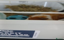 Guinea Pig rodents for sale: Two male guinea pigs needing good home - Image 7