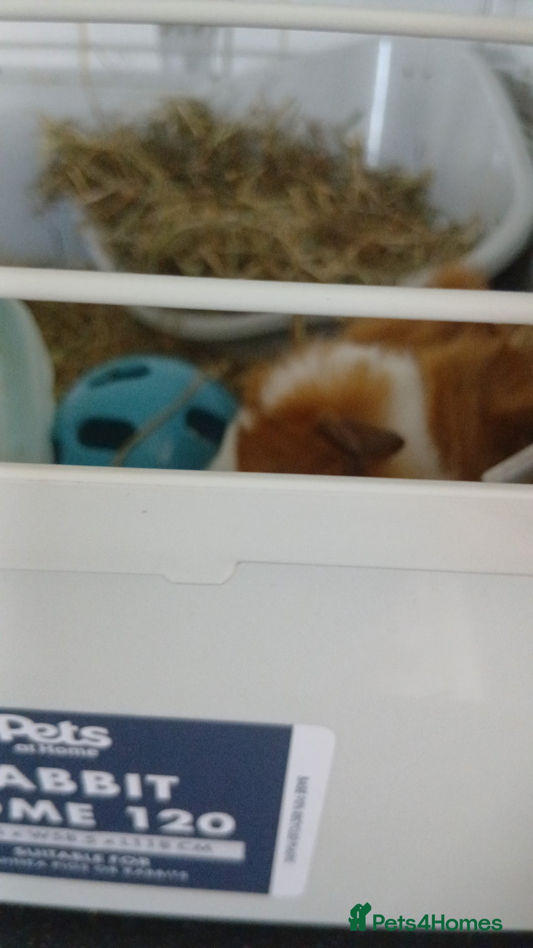 Guinea Pig rodents for sale: Two male guinea pigs needing good home - Image 7