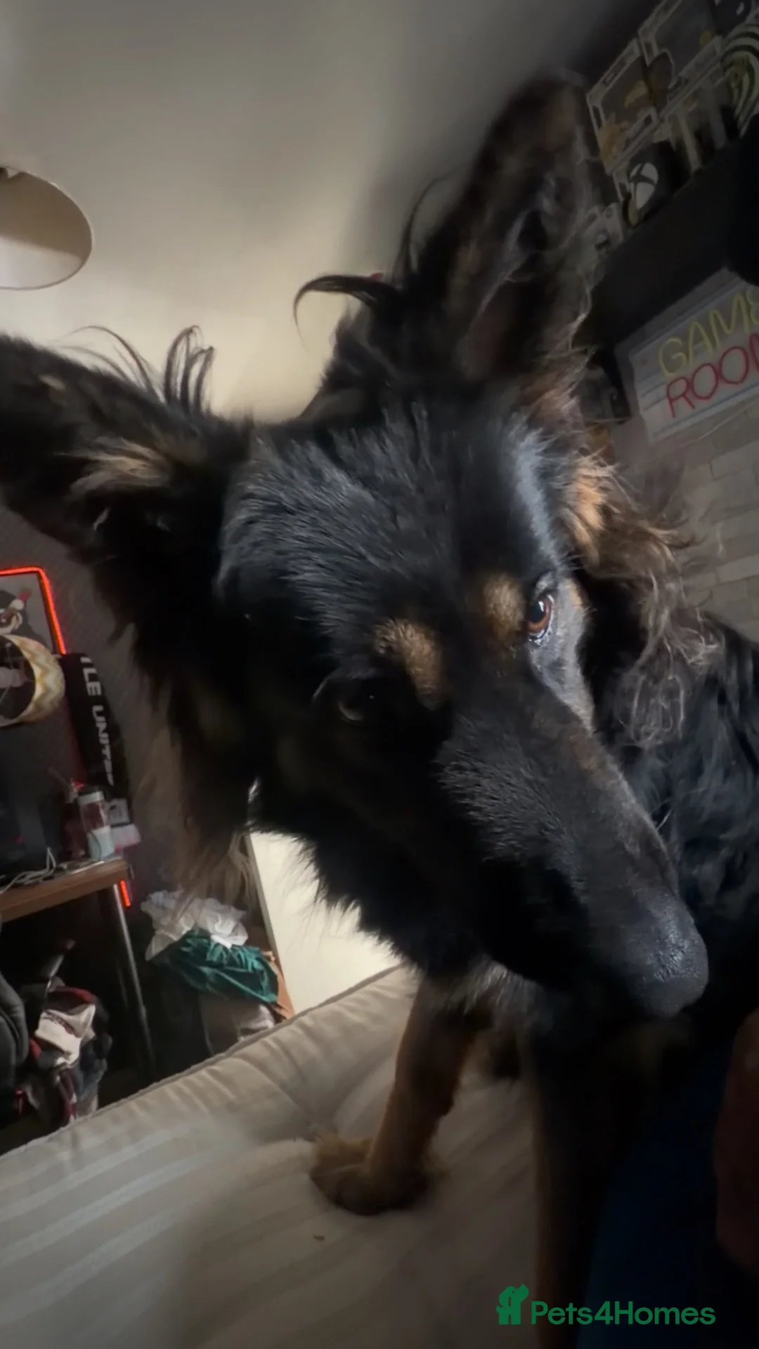 German Shepherd dogs for stud: Unproven German Shepard long haired Black and Tan - Advert 2