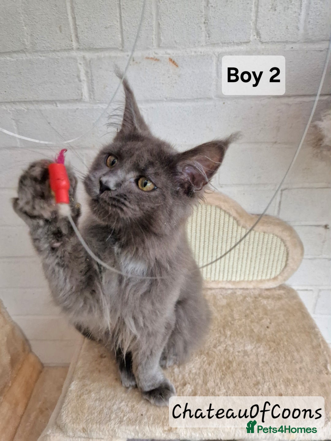 Maine Coon cats for sale: Stunning Black Smoke Registred Maine Coon Kittens - Advert 1