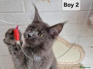 Maine Coon cats Stunning Black Smoke Registred Maine Coon Kittens - Advert 1