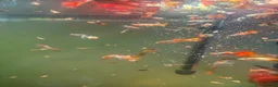 Live Bearers fish for sale: Guppies and aquarium plants for sale  - Advert 3