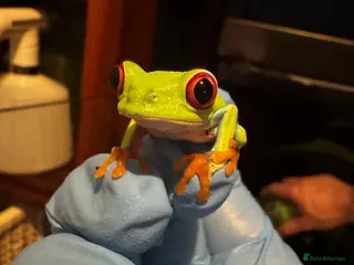 Frog reptiles Red Eye Tree Frogs (3 Total) - Advert 3